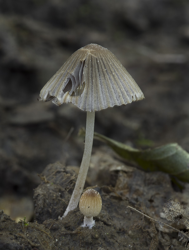 Coprinellus heterothrix